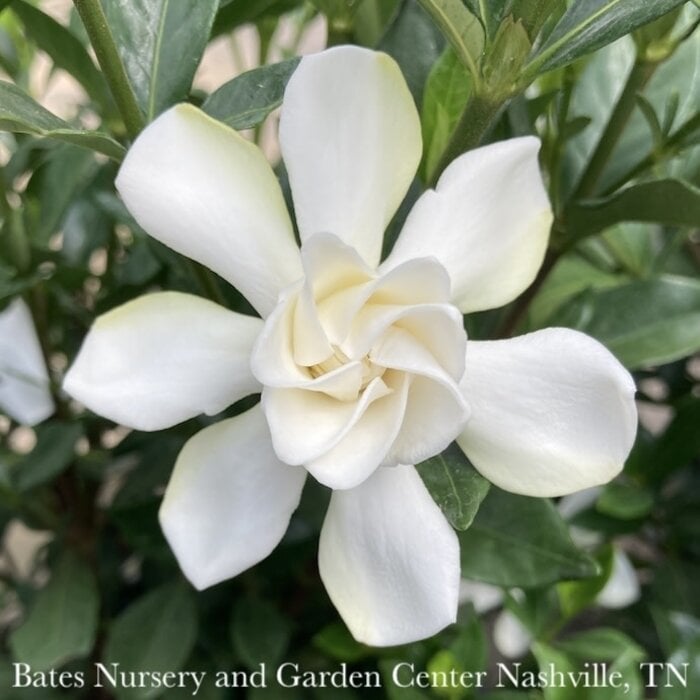 #3 Gardenia jas FE Double Mint/ Hardy - No Warranty