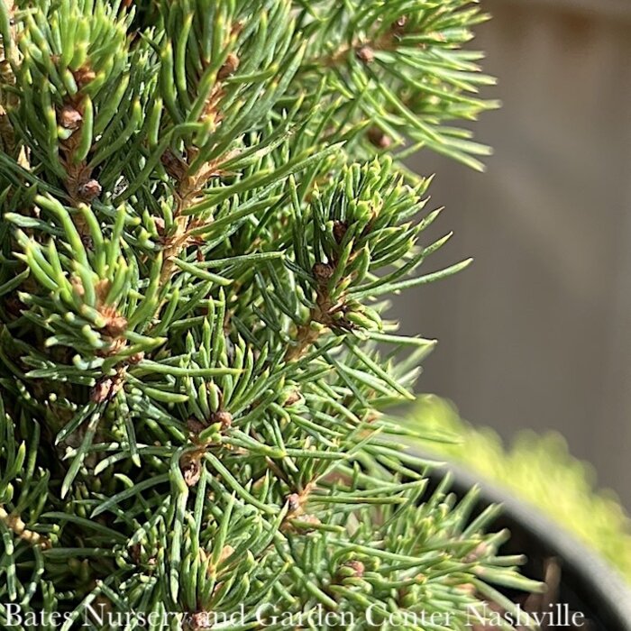 LPP Picea glauc Jean's Dilly/ Dwarf White Spruce - No Warranty