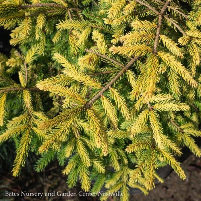 #3 Picea orient Firefly/ Gold Oriental Spruce