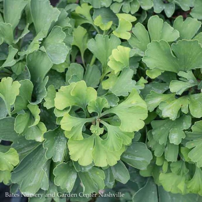 #1 Ginkgo bil Mariken/ Dwarf Maidenhair Tree (Male)