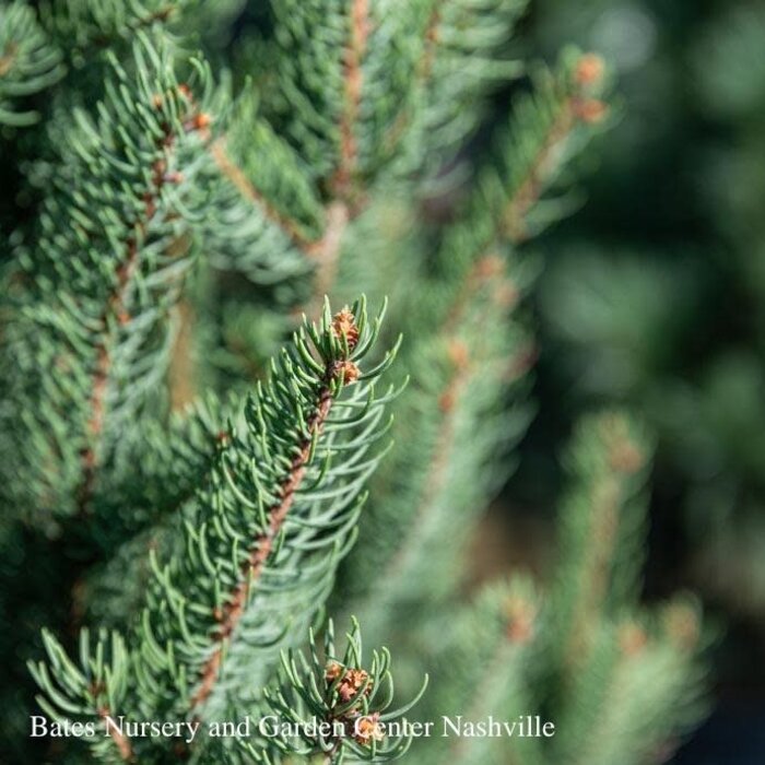 #6 Picea ab Fat Cat/ Dwarf Norway Spruce