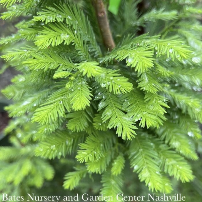 #3 Taxodium dist Peve Minaret/ Dwarf Bald Cypress