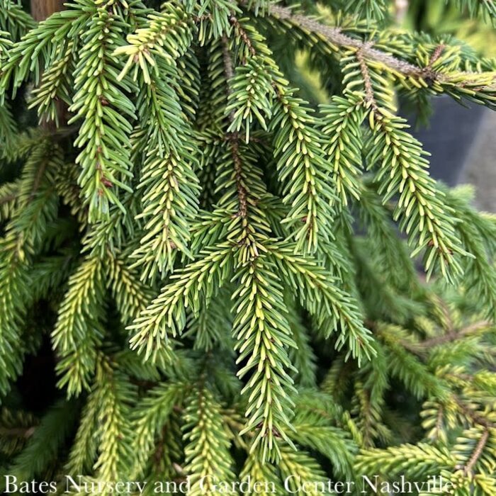 #10 Picea orientalis Skylands/ Golden Oriental Spruce