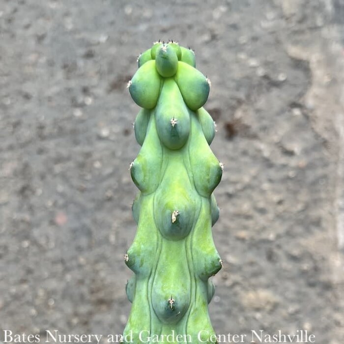 4p! Cactus Cereus Boobie /Tropical