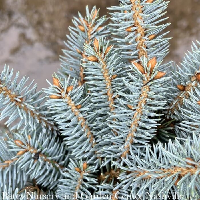#1 Picea pun Globosa/ Dwarf Globe Blue Spruce