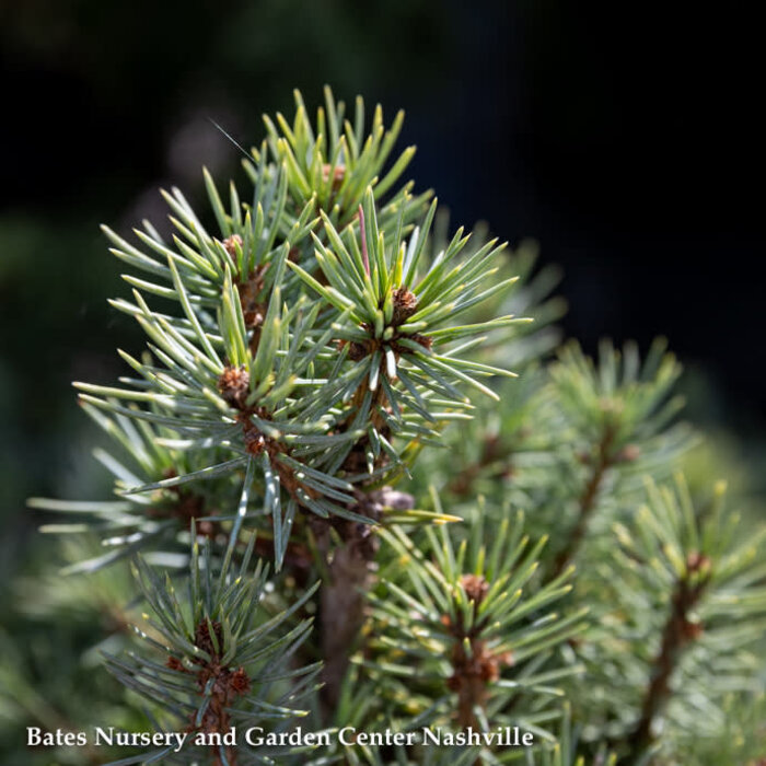 #6 Picea pun Sester Dwarf/ Blue Spruce