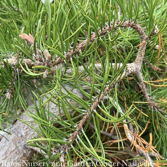 #6 Pinus banksiana Uncle Fogy/ Jack Pine