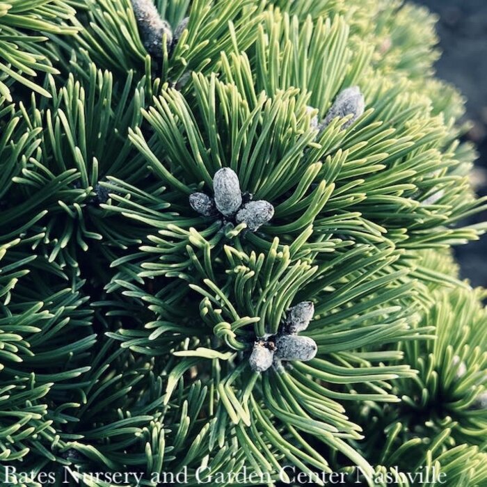 #6 Pinus mugo Sherwood Compact/ Dwarf PINE