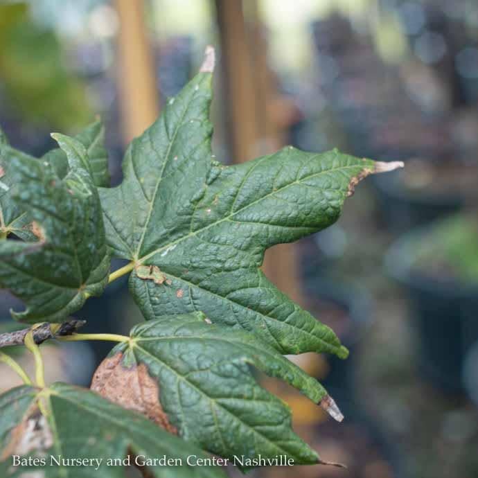 2" caliper Acer saccharum/ Sugar Maple Female Native (TN)