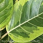 12p! Ficus Altissima Variegated STD /Tropical