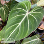 4p! Philodendron Glorios /Tropical