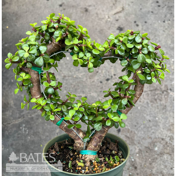 6p! Portulacaria Jade Dwarf Afra Heart Succulent /Tropical