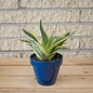 4p! Sansevieria Gold Hahnii /Snake Plant /Mother-in-Law Tongue /Tropical