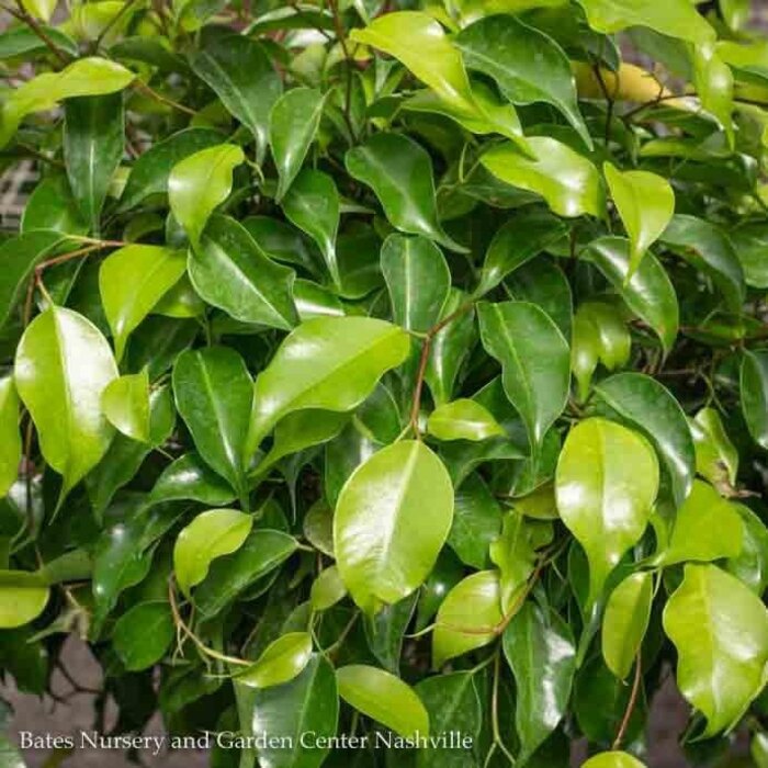 12p! Ficus Benjamina Spire Column /Tropical