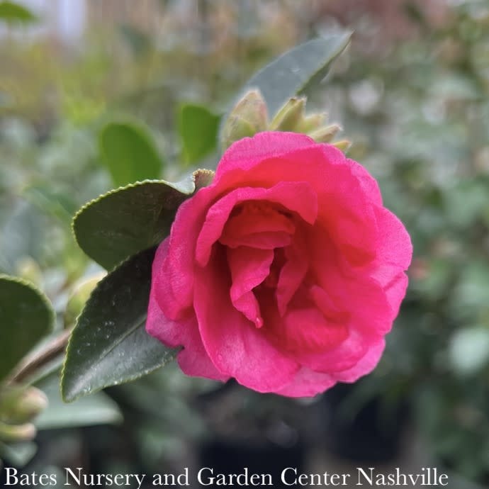 #2 Camellia sas Kanjiro/ Cerise Pink Semi-Double - No Warranty