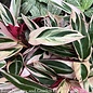 Tropical 10p! Stromanthe Triostar/ Peacock Plant