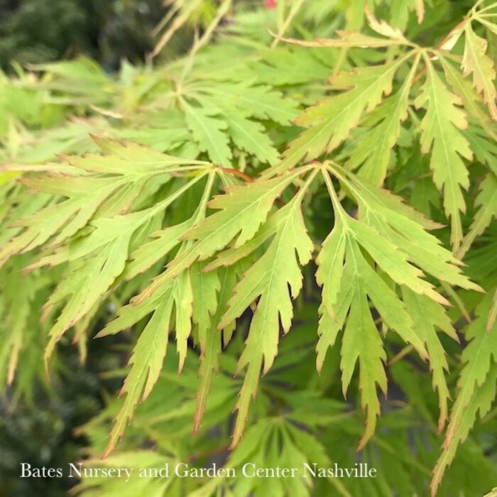 #5 STK Acer pal var diss Waterfall/ Green Weeping Japanese Maple High Graft