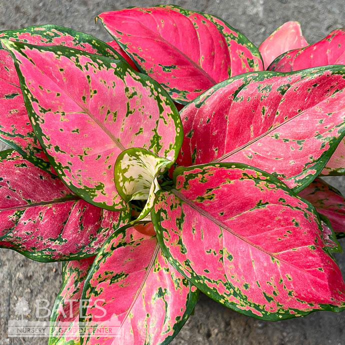 6p! Aglaonema Very Red / Chinese Evergreen /Tropical