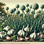 Bulb Garlic California Softneck Baja White /Allium 6/pk Spring