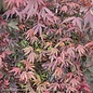 Topiary #5 STD Acer pal Shaina/ Red Upright Dwarf Japanese Maple Patio Tree