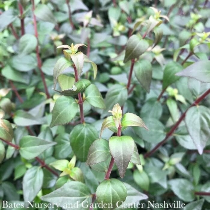 #2 Abelia x grandiflora/ Glossy
