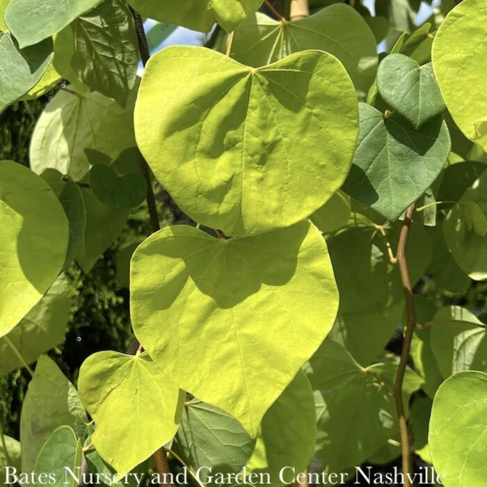 #7 Cercis can Golden Falls/ Gold Weeping Redbud Native (TN)