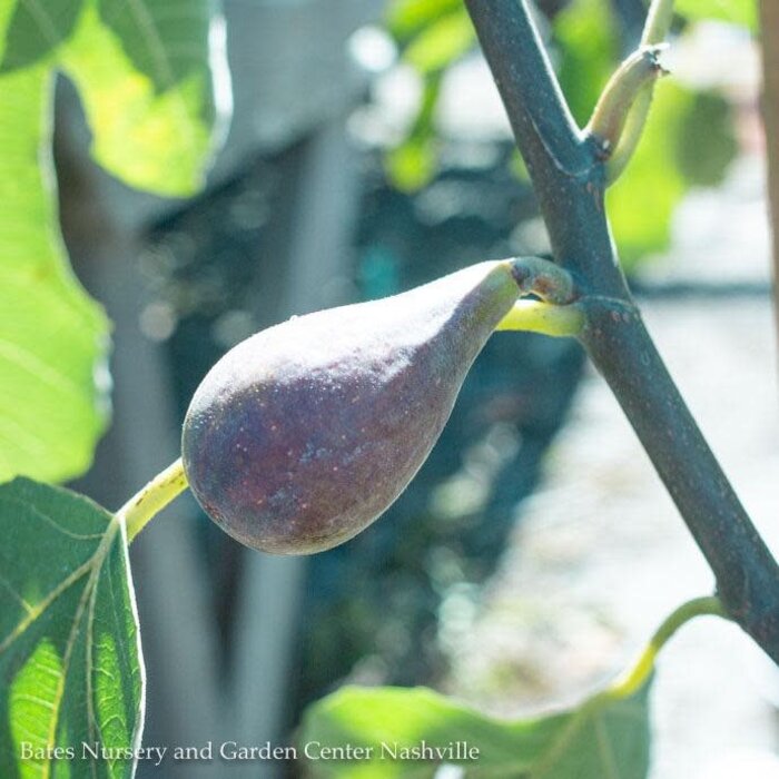 Edible #5 Ficus carica Violette de Bordeaux/ Fig - No Warranty