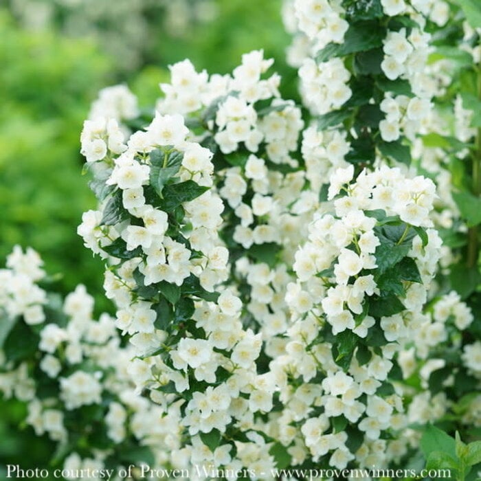 #1 Philadelphus cor PW Illuminati Tower/ Columnar Mock Orange