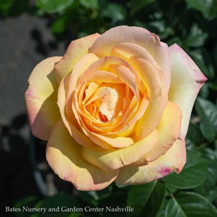 #3 Rosa Peace/ Yellow, Pink Hybrid Tea Rose - No Warranty