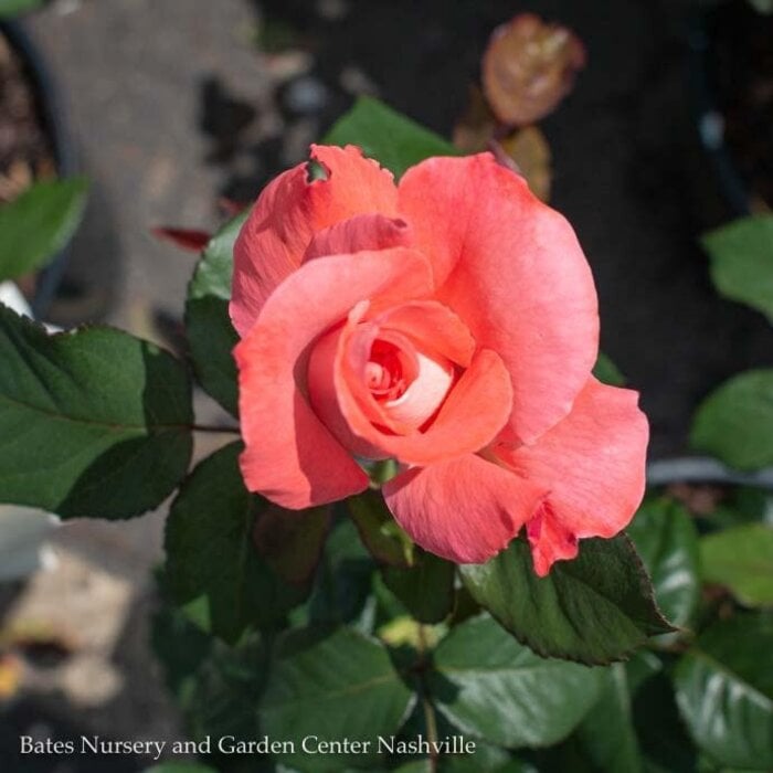 #2 Rosa Touch of Class/ Coral-cream Hybrid Tea Rose - No Warranty