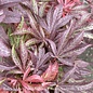 Topiary #5  Acer pal Shaina/ Red Upright Dwarf Japanese Maple
