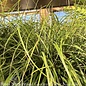 #1 Grass Carex pensylvanica/ Pennsylvania Sedge Native (TN)