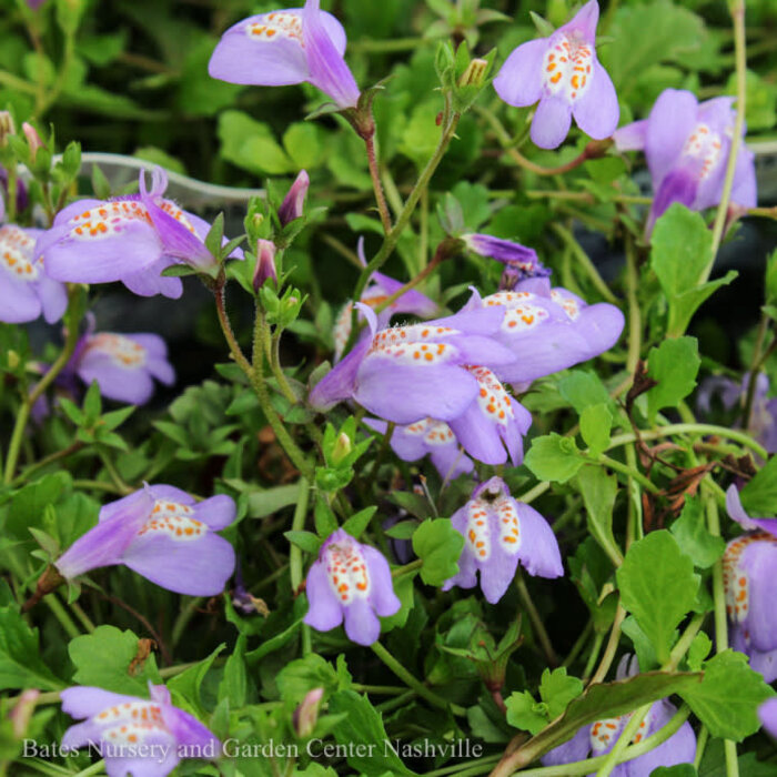 4p Mazus reptans/ Purple Creeping