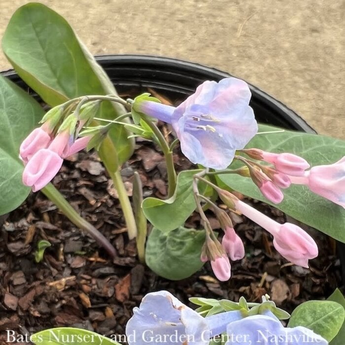 4p Mertensia virginica/ Virginia Bluebell Native (TN)