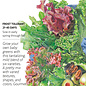 Seed Veg Lettuce Mesclun Farmer's Market - Lactuca sativa
