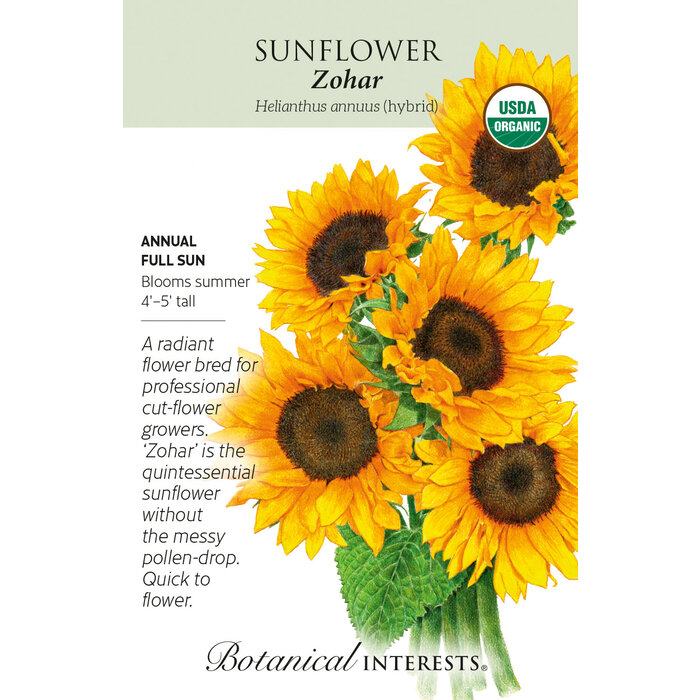 Seed Sunflower Zohar hybrid Organic - Helianthus