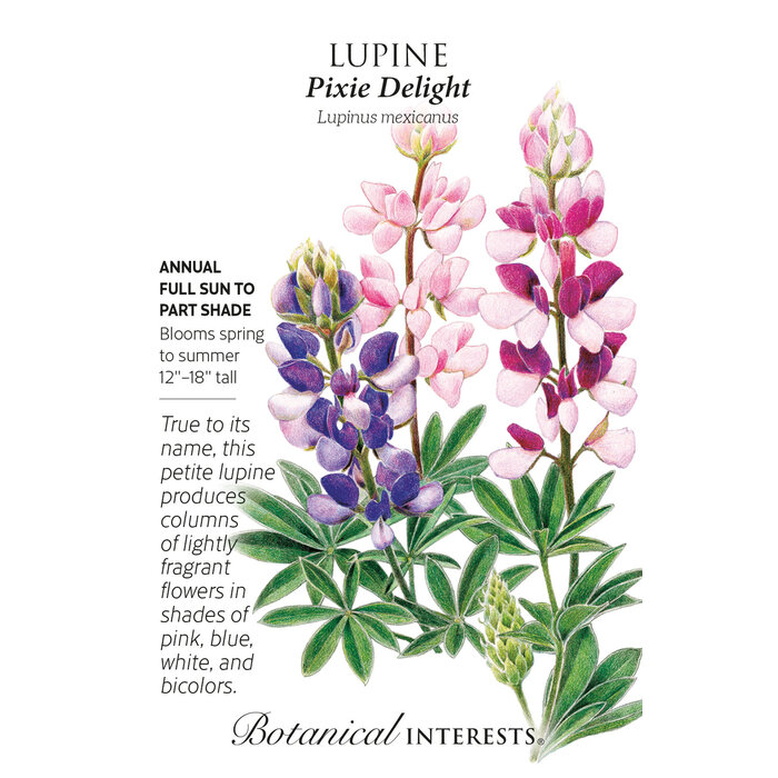 Seed Flwr Lupine Pixie Delight - Lupinus mexicanus