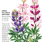 Seed Flwr Lupine Pixie Delight - Lupinus mexicanus
