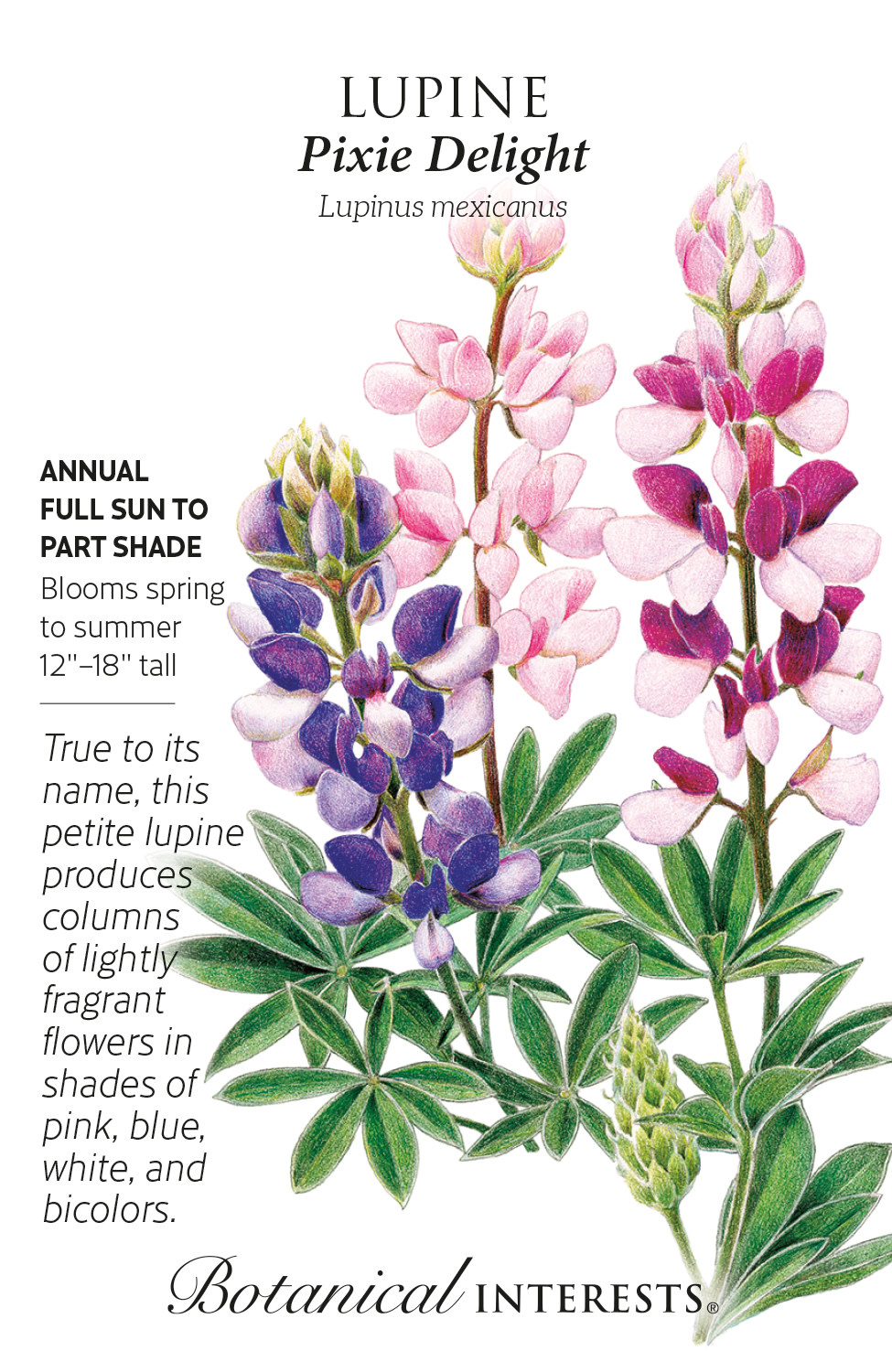 Seed Flwr Lupine Pixie Delight - Lupinus mexicanus