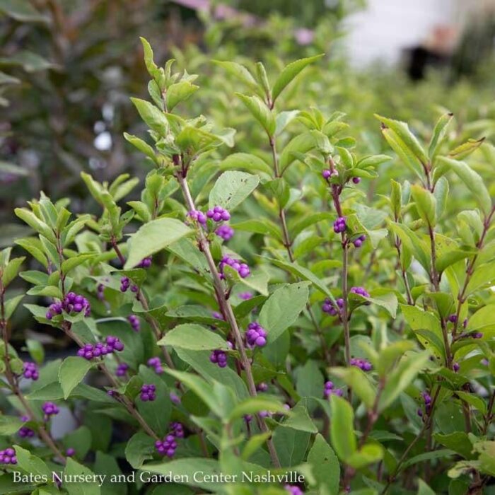 #5 Callicarpa dichotoma Early Amethyst/ Beautyberry