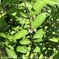 #5 Callicarpa dichotoma Early Amethyst/ Beautyberry