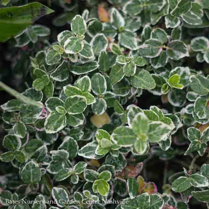 #3 Euonymus fortunei Emerald Gaiety/ Variegated Wintercreeper