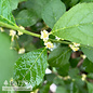 #3 Ilex vert Mr Poppins/ Deciduous Winterberry Holly (male) Native (TN)
