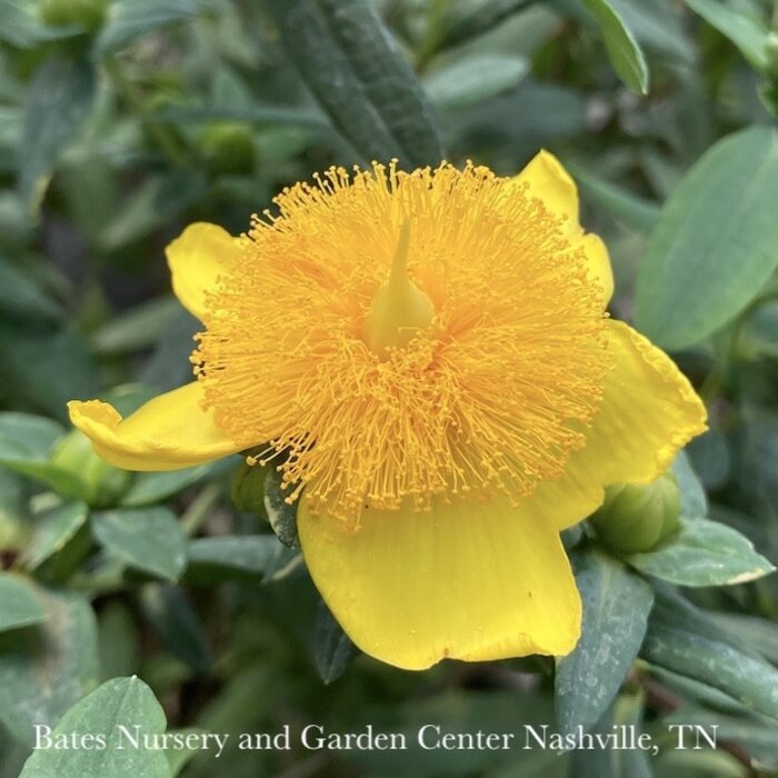 #5 Hypericum frondosum Sunburst/ St. John's Wort Native (TN)