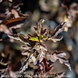 #3 Physocarpus opul Coppertina/ Ninebark Native (TN)