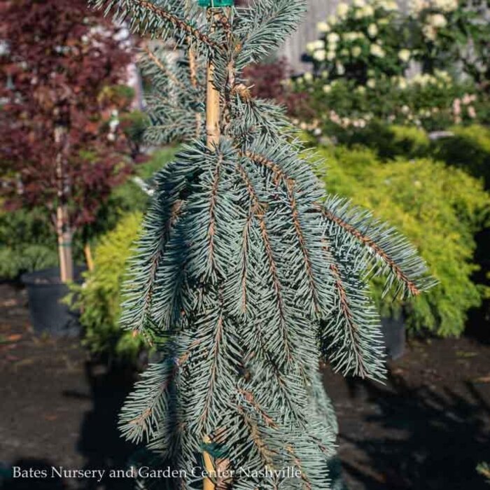 #5 Picea pun Glauca Slenderina Pendula/ Weeping Colorado Blue Spruce
