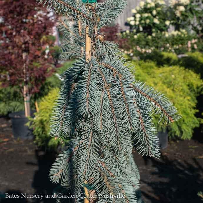 #5 Picea pun Glauca Slenderina Pendula/ Weeping Colorado Blue Spruce