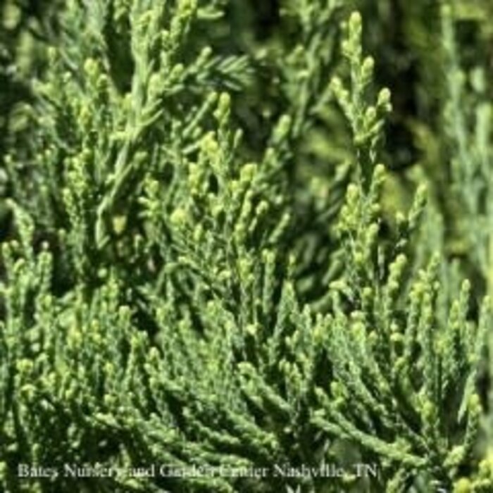 #7 4' Juniperus chin Hetzii Columnaris/ Green Columnar Juniper