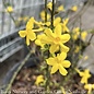 #3 Jasminum nudiflorum/ Winter Jasmine