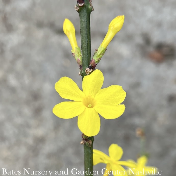 #3 Jasminum nudiflorum/ Winter Jasmine